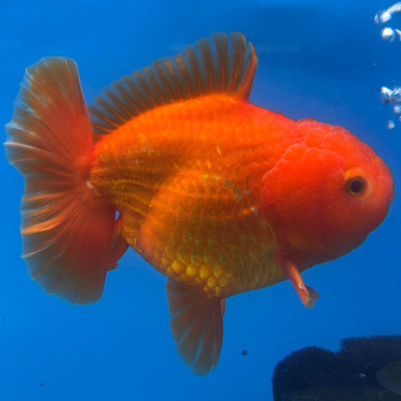 Thai Oranda JUMBO Full Red 4” Body Male(CK-1473)R2B15