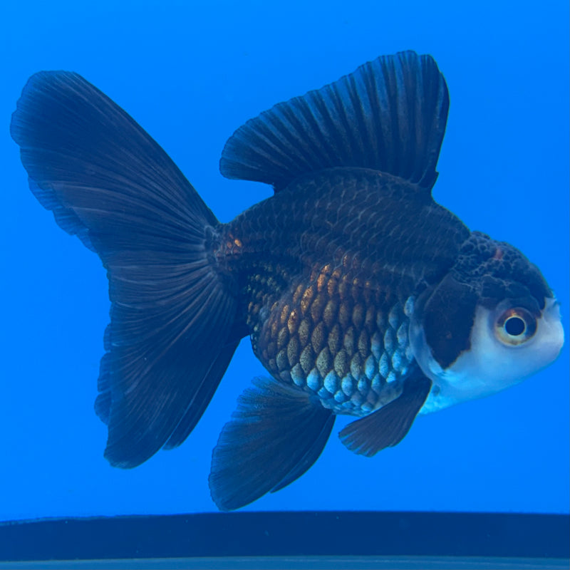 Thai Oranda Panda 2” Body Female(CK-1311)R3B13