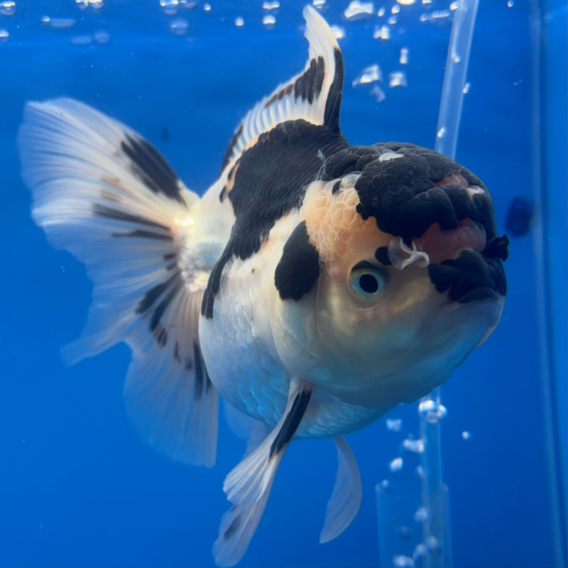 Thai Oranda Panda 3.5” Body Male(CK-793)R1B04