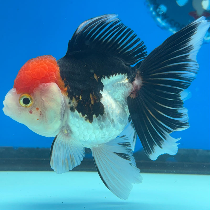 Thai Oranda Tri-Color 3.5” Body Female(CK-915)R1BLUETUB4