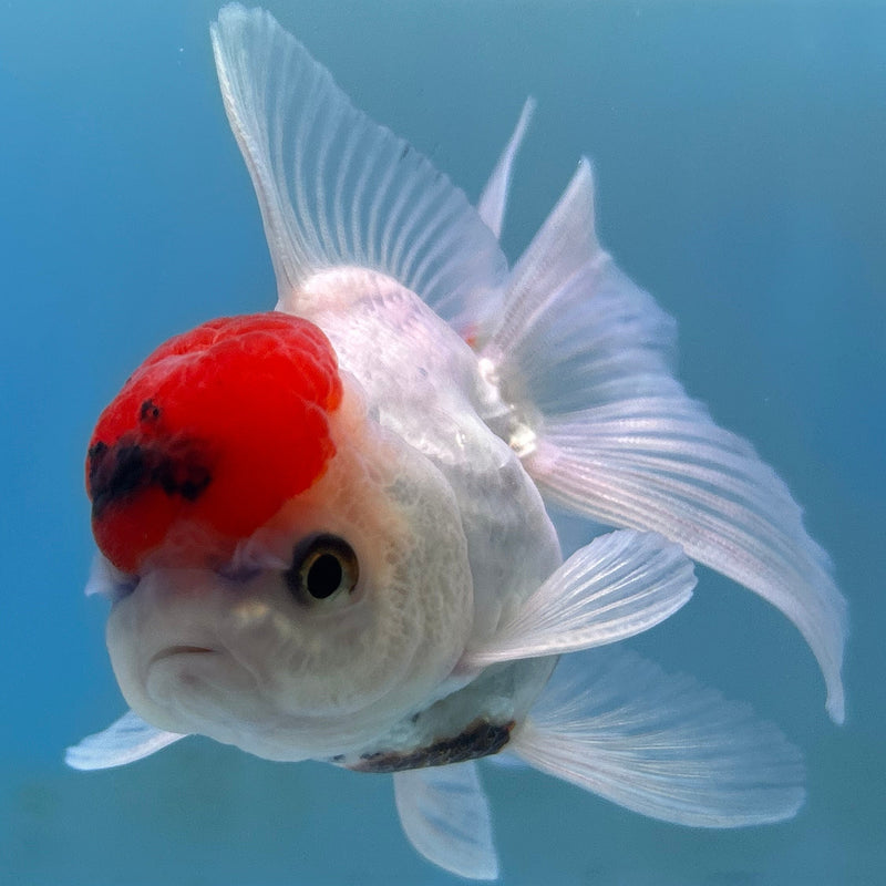 Thai Red-Cap Oranda 2“ Body Male (JCD-124) R4B03