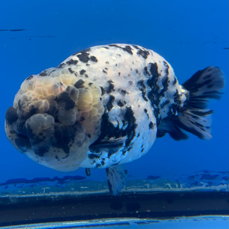 Thai Ranchu White Tiger 4” Body Male(BIN-CK-1040)R1BLUETUB2