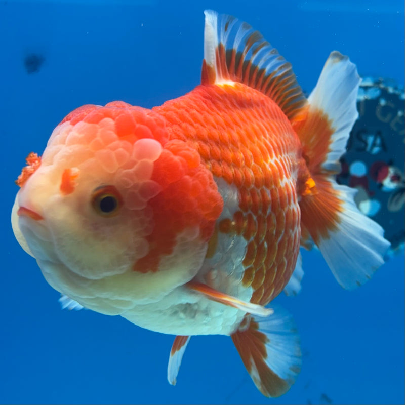 Thai Oranda JUMBO Red/White 4.5” Body Male(CK-1474)R2B15