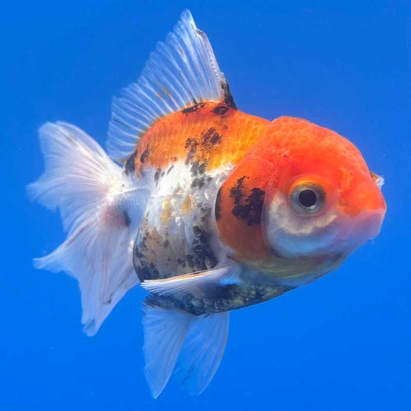Thai Oranda Tri-Color 2.5” Body Female(CK-1263)R3B13