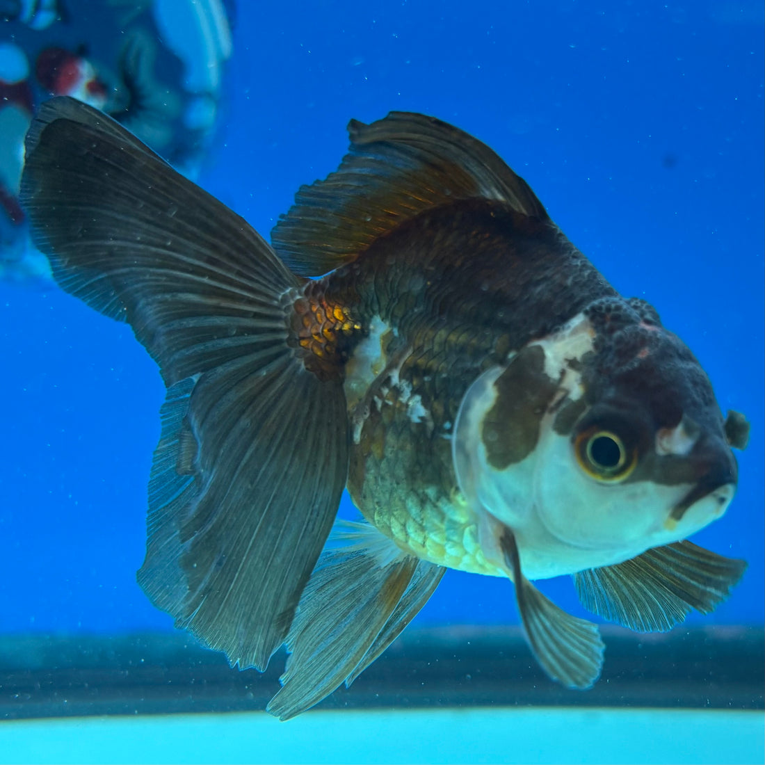 Thai Oranda Tri-Color 2.5” Male (CK-1558)R3A12