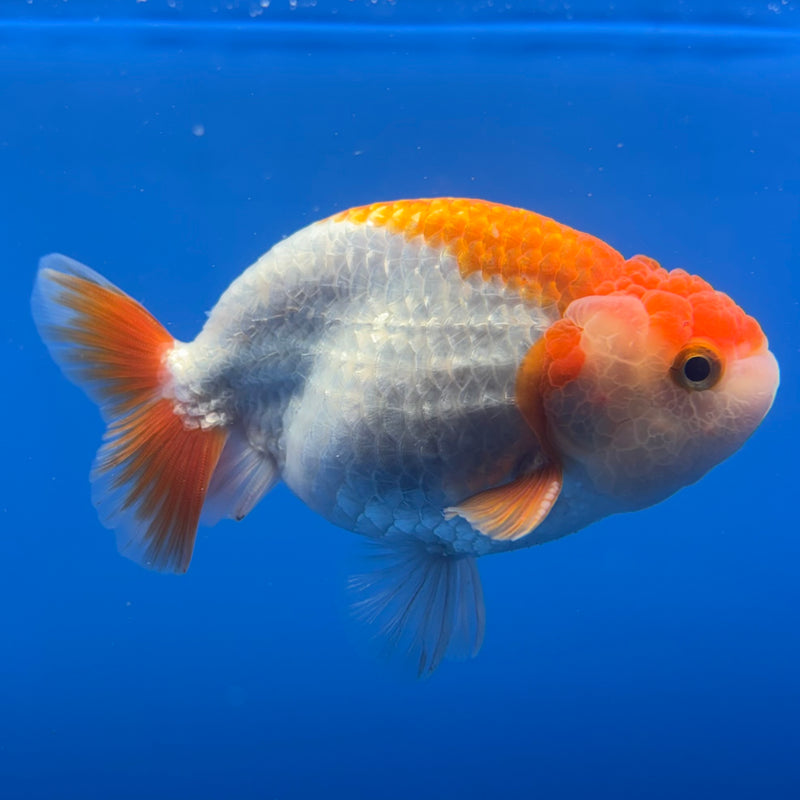 Thai Ranchu Red/White 3.5” Body Male(CK-832)R3A13