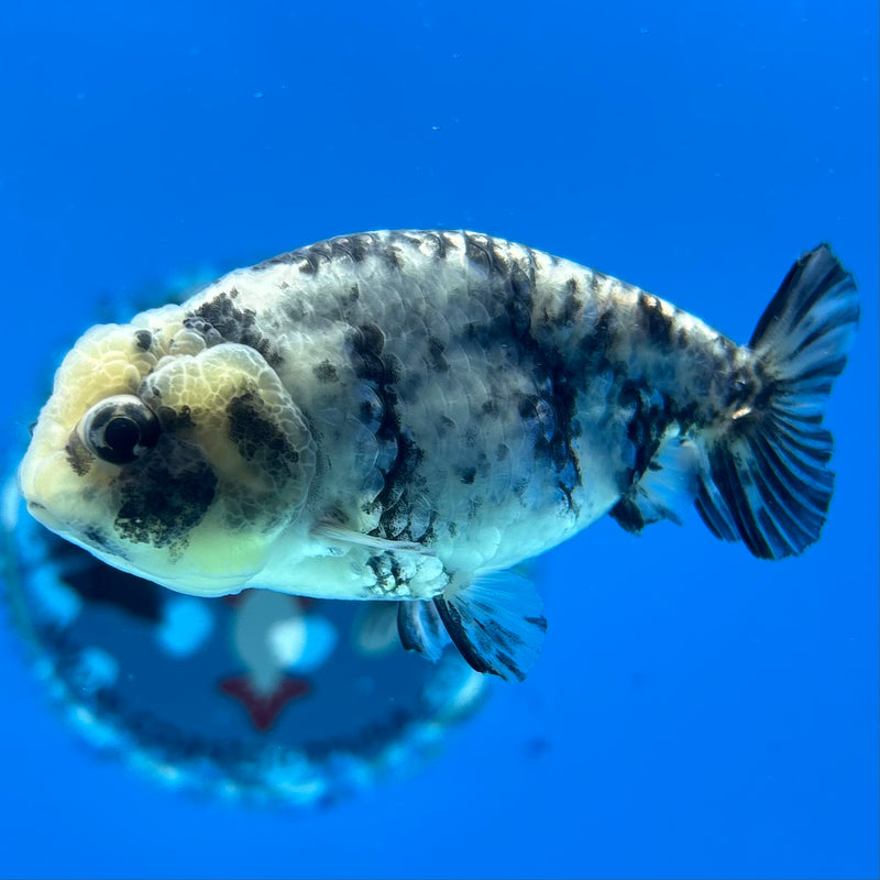 Thai Ranchu Tiger Granite Calico 3” Body Male(CK-1385)R1A09