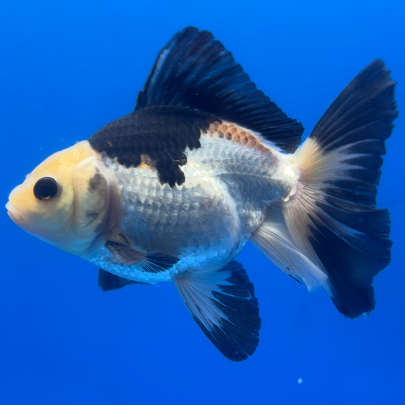 Thai Oranda Panda 3” Body Male(CK-845)R3B19