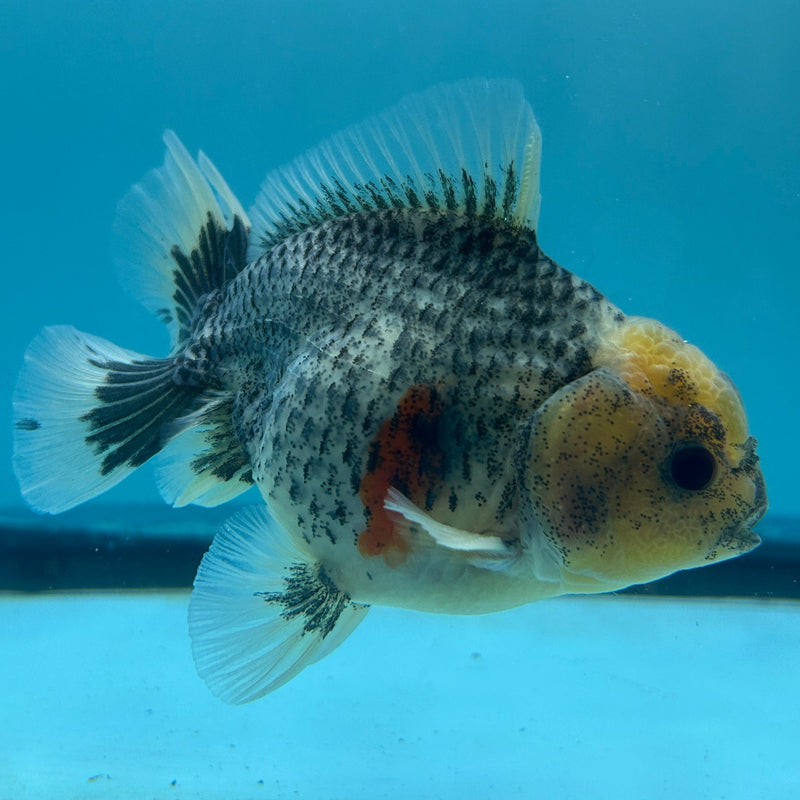 Live Premium Fancy Goldfish Thai Oranda Kirin Body Male 3.5” Body (JC-004) R1A06