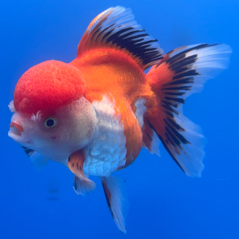 Thai Oranda Apache 3.5” Body Female(CK-794)R1B04