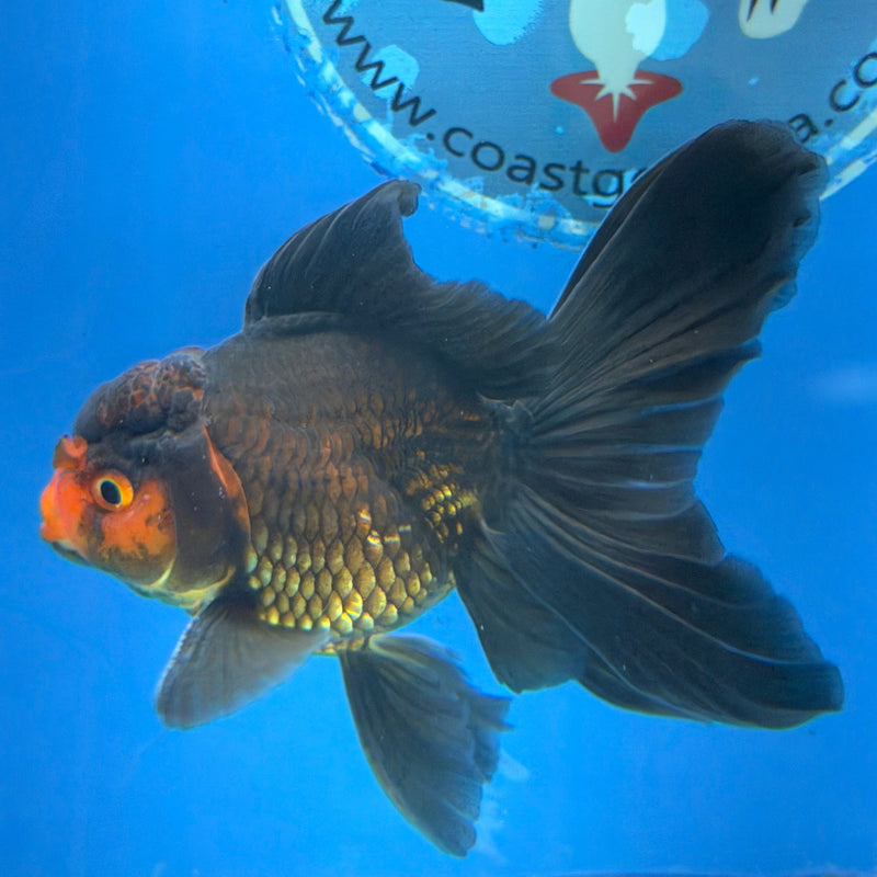 Thai Oranda Apache 2.5” Male (FEB-313)R3B08