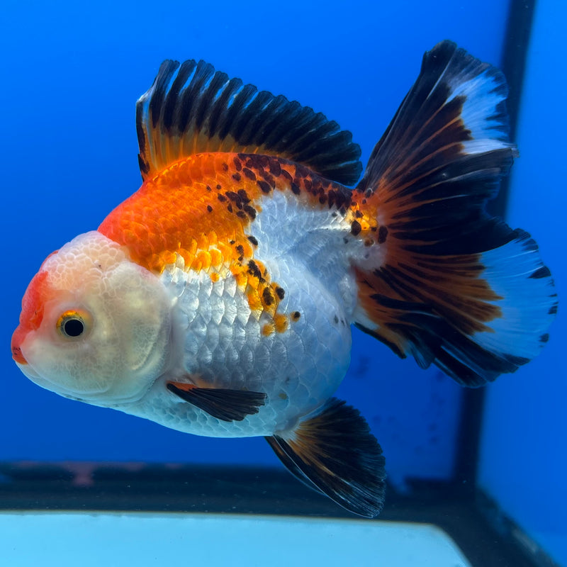 Thai Oranda Apache 3” Body Female(QGF-CK-1071)SHOWTANK