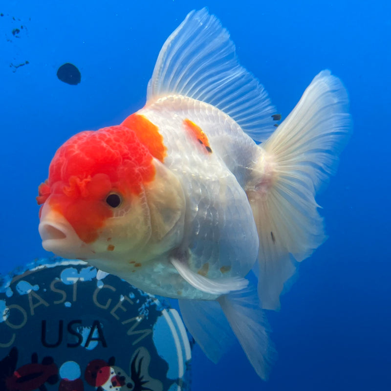 Thai Oranda Tri-Color 3.5” Body Female(QGF-CK-1092)SHOWTANK