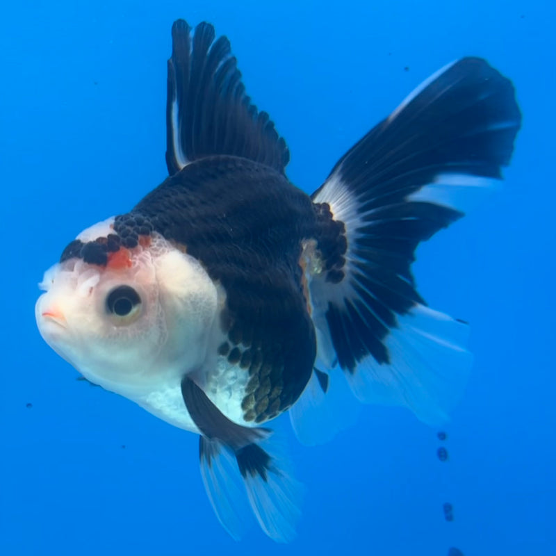 Thai Oranda Tri-Color 3” Body Male(CK-1420)R3A11
