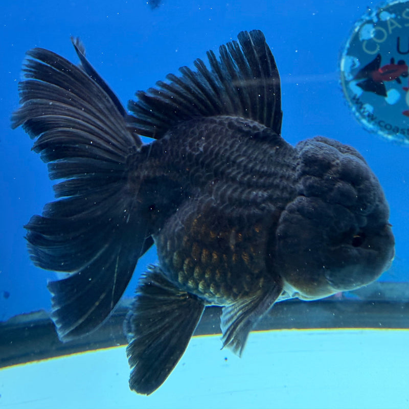 Thai Oranda Super Black 3in Female (FEB-297)R2B06