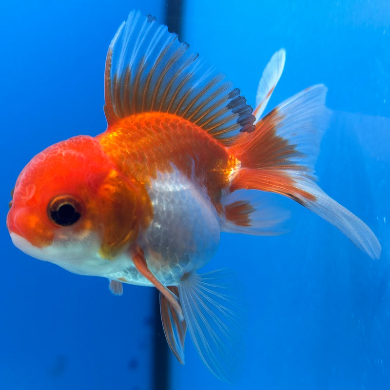 Thai Oranda Button Eye Red/White 2” Body Male(CK-1275)R3B05