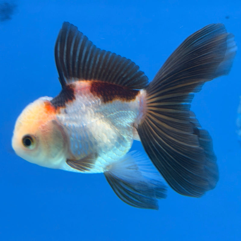Thai Oranda Tri-Color 2.5” Female (FEB-319)R3B08