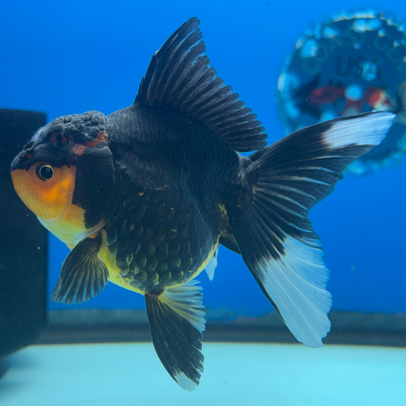 Thai Oranda Apache 3” Body Female(CK-967)R3B21