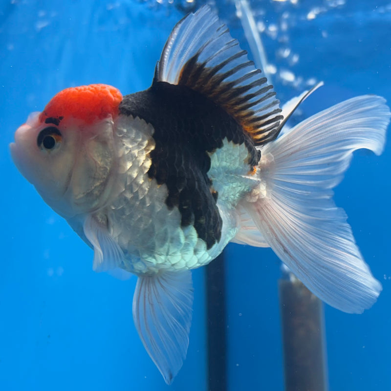 Thai Oranda Tri-Color 3.5” Body Female(CK-923)R1BLUETUB4
