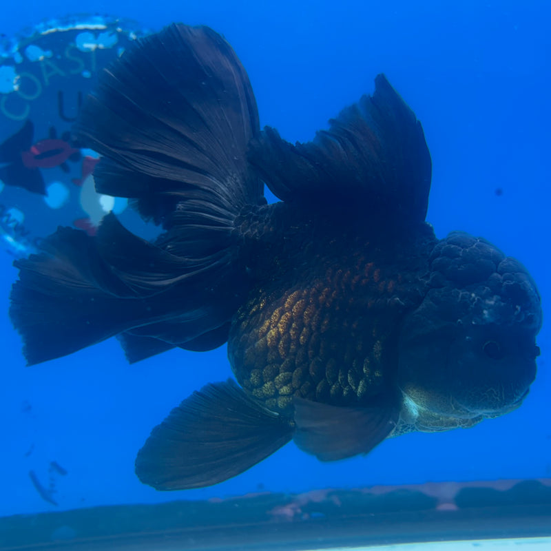 Thai Oranda JUMBO Full Black 4” Body Female(CK-1365)SHOWTANK2