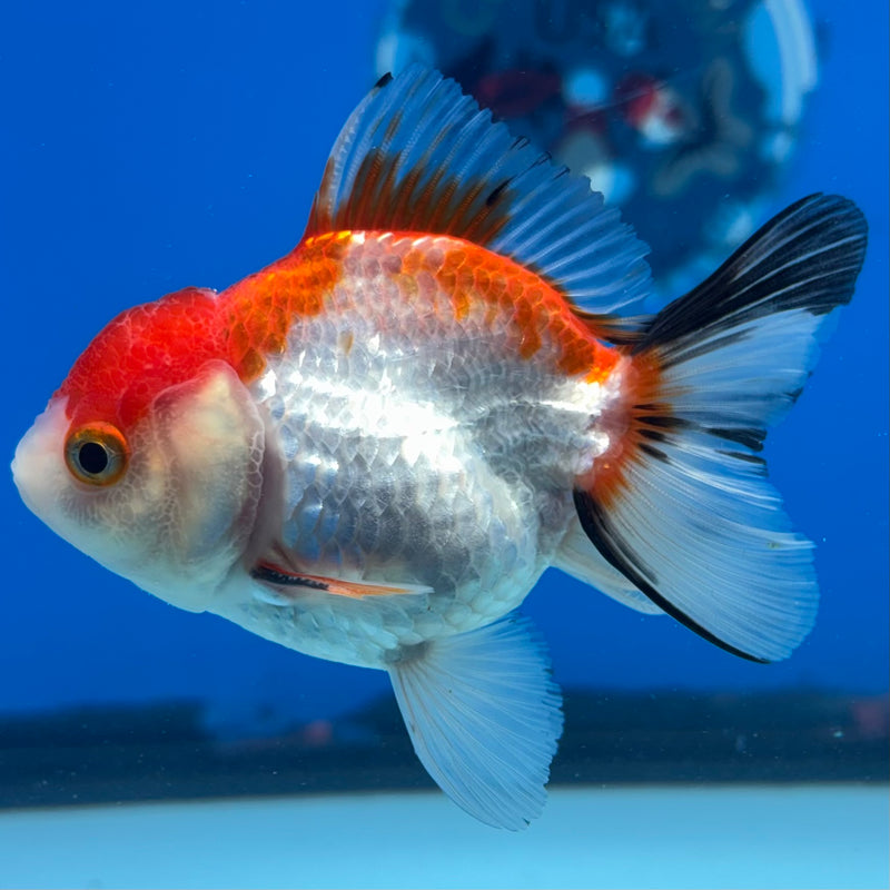 Thai Oranda Tri-Color 2.5" Male (CK-1522)R3B16
