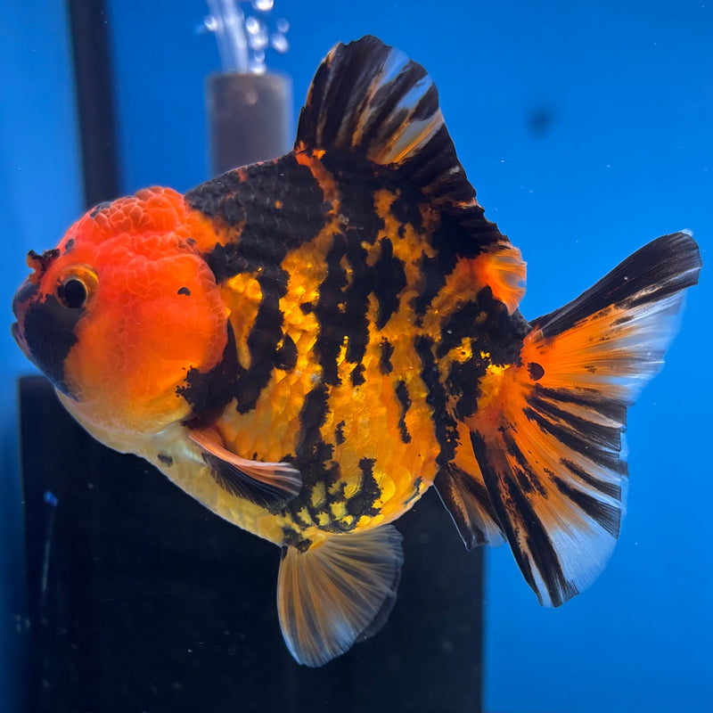 Thai Oranda Calico Tiger Yuanbao by SHOGUN 3” Body Female(CK-1166)R3A07