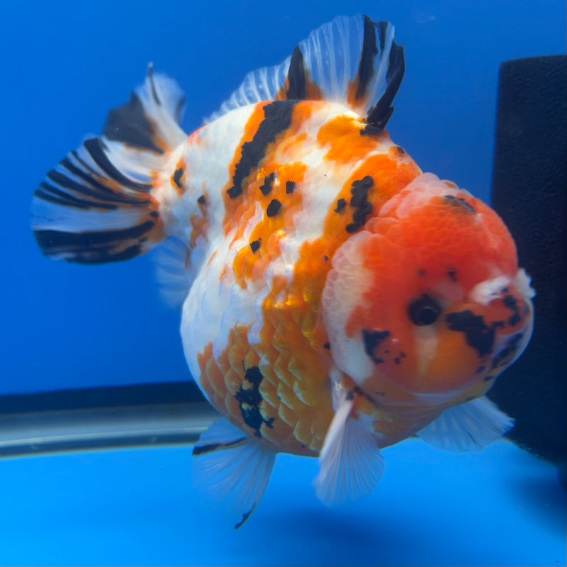 Thai Premium Jumbo Oranda Yuanbao Tri-Color Calico Tiger 4.5” Body Female(CK-754)R1BlueTub4