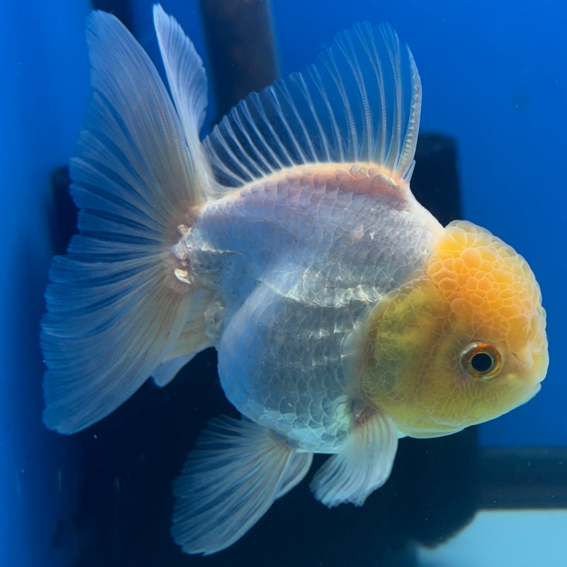 Thai Oranda Lemon Head White 3” Body Male(CK-901)R3A12