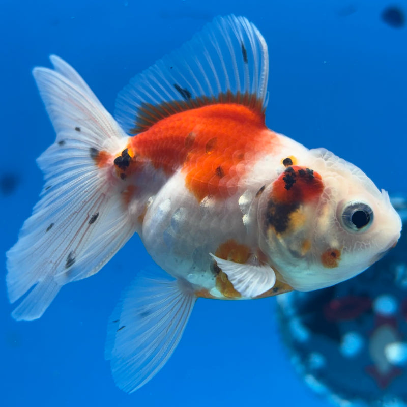 Thai Oranda Tri-Color Calico 2” Body Female(CK-1279)R3B04