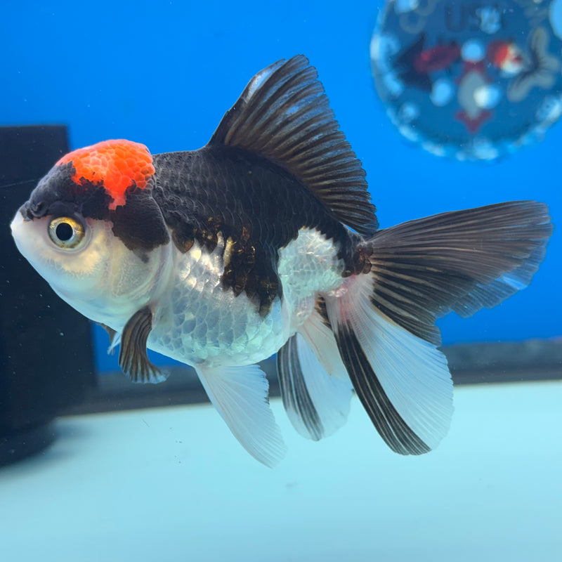 Thai Oranda Tri-Color 3” Body Female(CK-977)R3B09