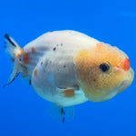 Thai Ranchu Lemon Head Calico 3” Female(CK-1497)R3A14