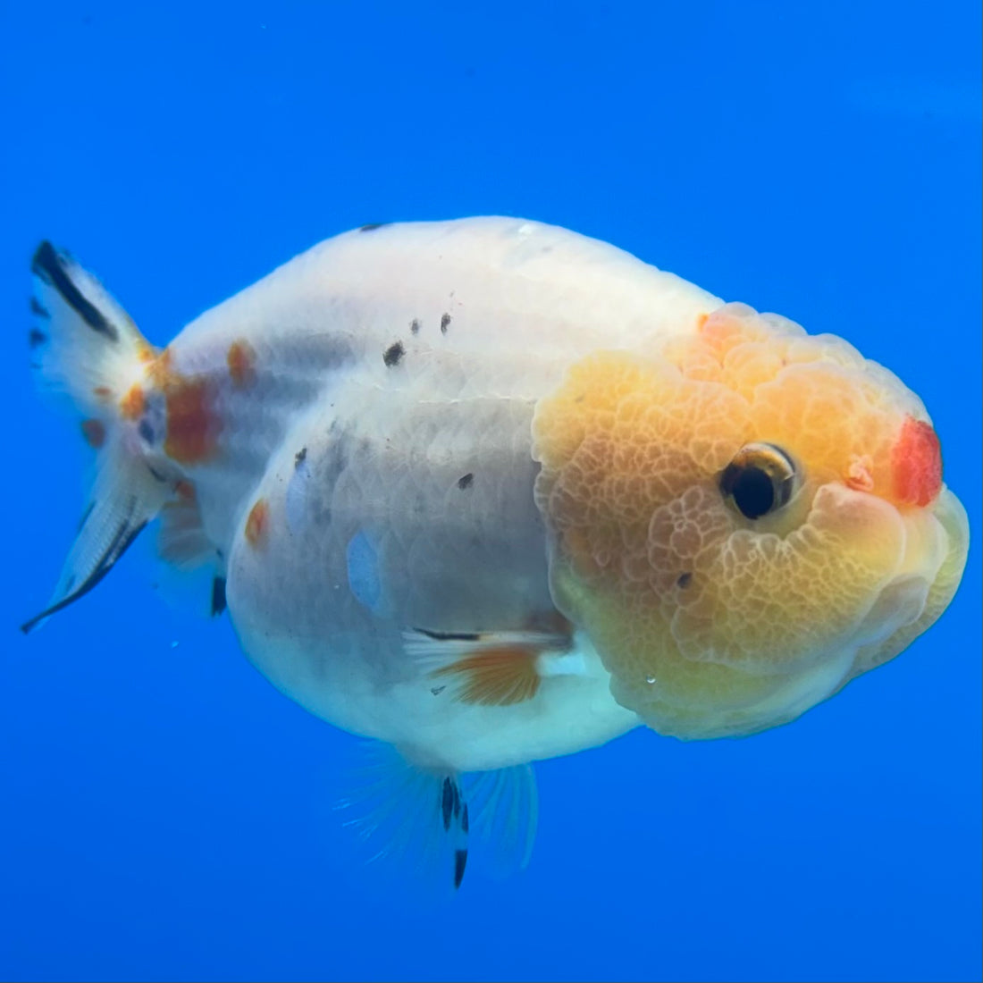 Thai Ranchu Lemon Head Calico 3” Female(CK-1497)R3A14