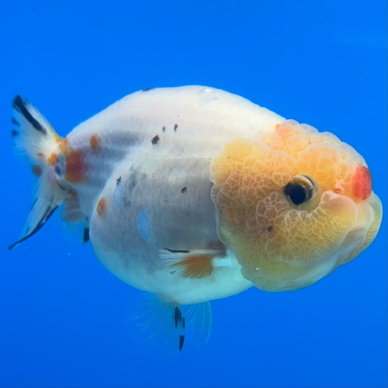 Thai Ranchu Lemon Head Calico 3” Female(CK-1497)R3A13