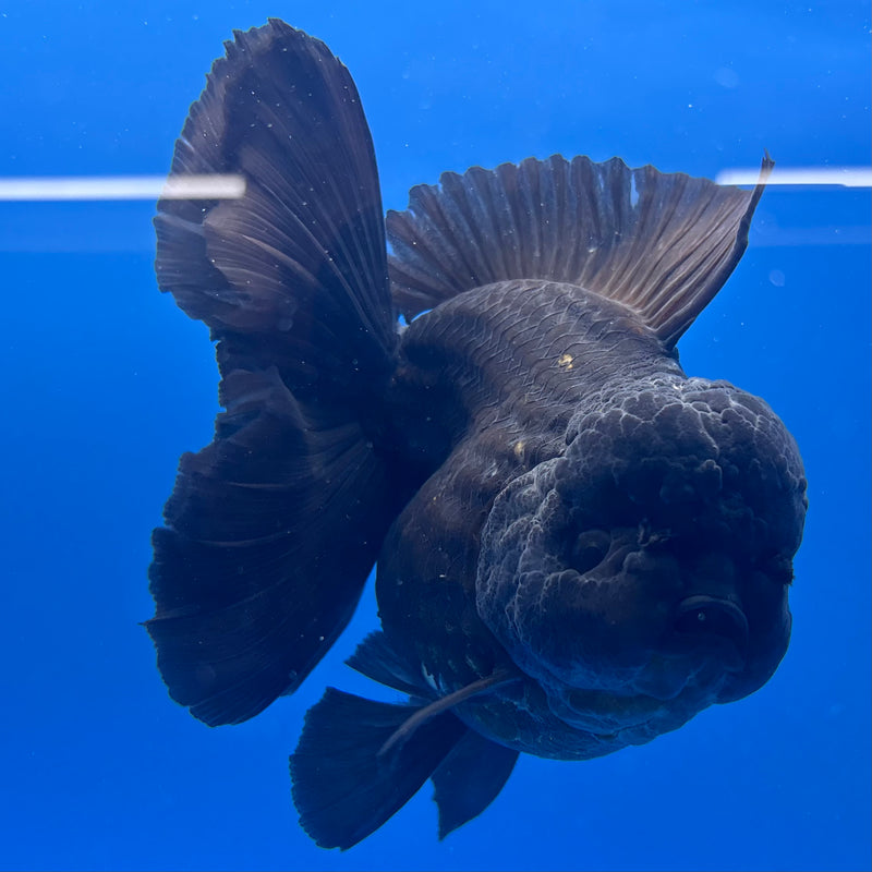 Thai Oranda JUMBO Full Black 4” Body Female(QGF-CK-1345)BLUETUB1