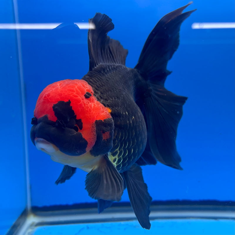 Thai Oranda JUMBO Black Body Red Cap 4” Body Male(QGF-CK-1347)BLUETUB1