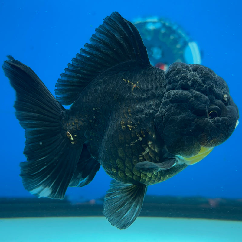 Thai Oranda Panda 3.5” Body Female(CK-1509)R2A04