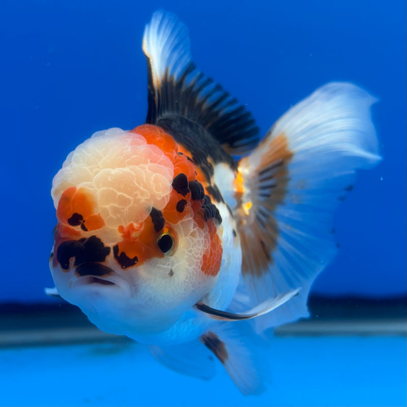 Thai Oranda Tri-Color/Apache 3” Body Female(CK-1376)R1B11