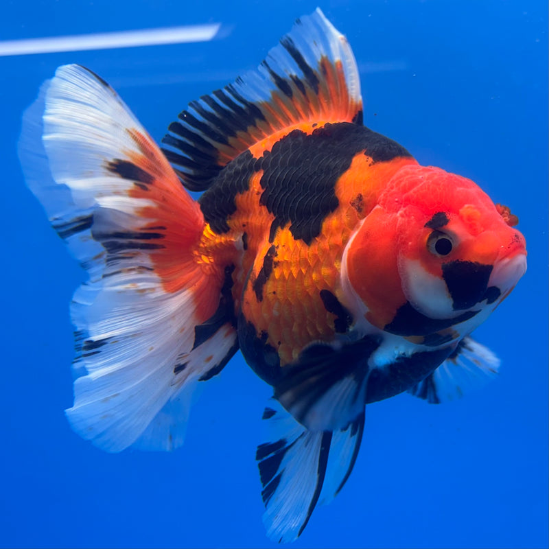 Thai Oranda JUMBO Apache 4” Body Male(QGF-CK-1324)BLUETUB1