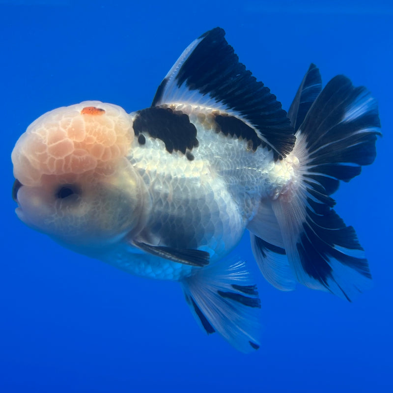 Thai Oranda Panda 3” Body Male(CK-1226)R1B08