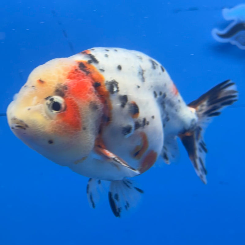 Thai Ranchu Tri-Color Calico 3.5” Body Male(CK-938)R2C03