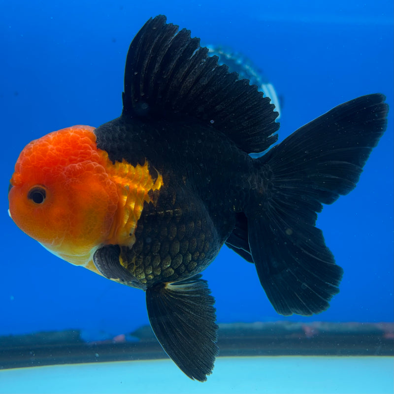 Thai Oranda Apache 3.5" Male(CK-1544)R2B06