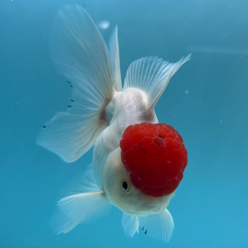 Live Premium Fancy Goldfish Thai Oranda Red Cap White Body Female 3.5” Body (JC-001) R1A10