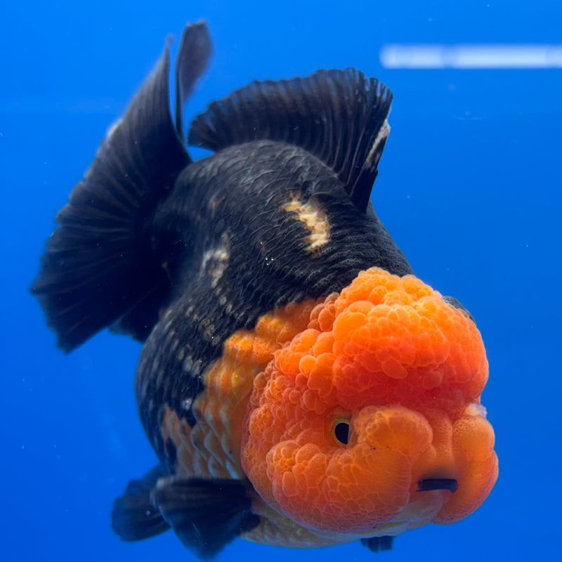Thai Premium Oranda Yuanbao Apache 4” Body Male(CK-771)R1BlueTub4