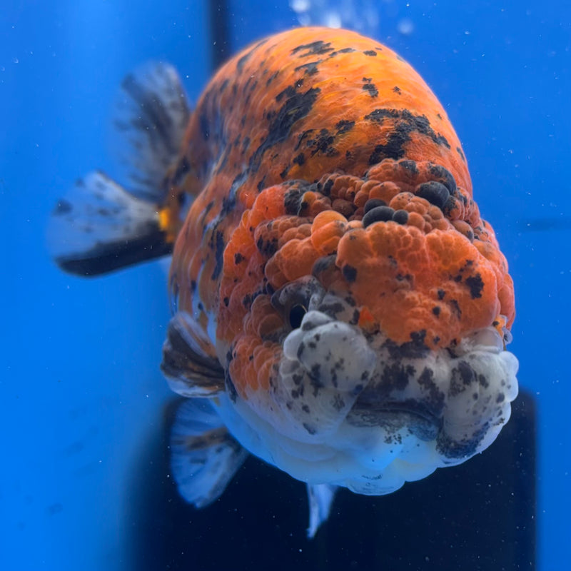 Thai Super Jumbo Calico Ranchu 6” Body Male(CK-CRP-JO1136)