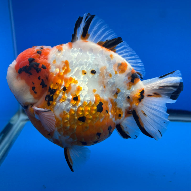 Thai Premium Jumbo Oranda Yuanbao Tri-Color Calico Tiger 4.5” Body Female(CK-754)R1BlueTub4