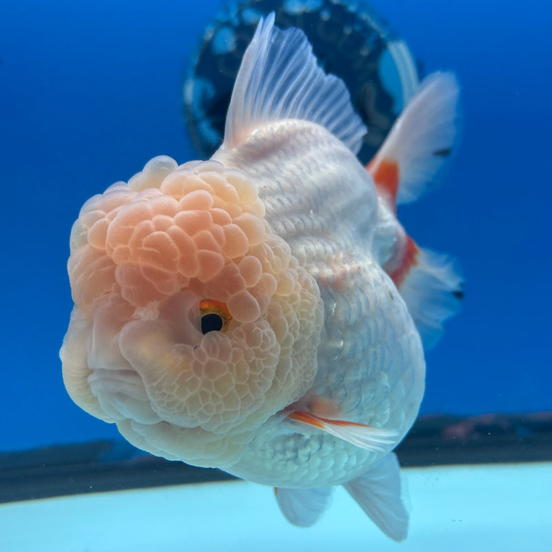 Thai Jumbo Oranda Lemon Head Red/White 4” Body Female(CRP-CK-1080)BLUETUB2