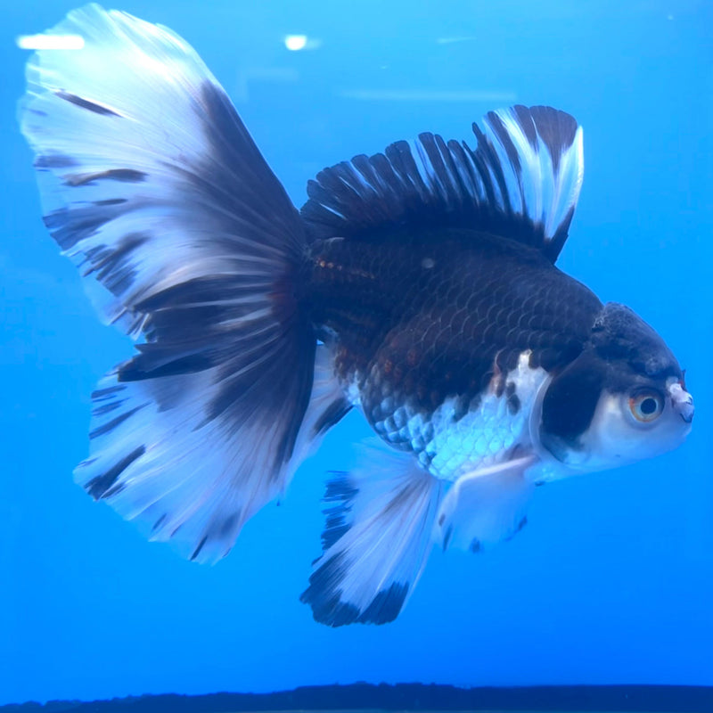 Thai Oranda Panda Orchid Tail 4.5" Body Male(CK-612)R1B01