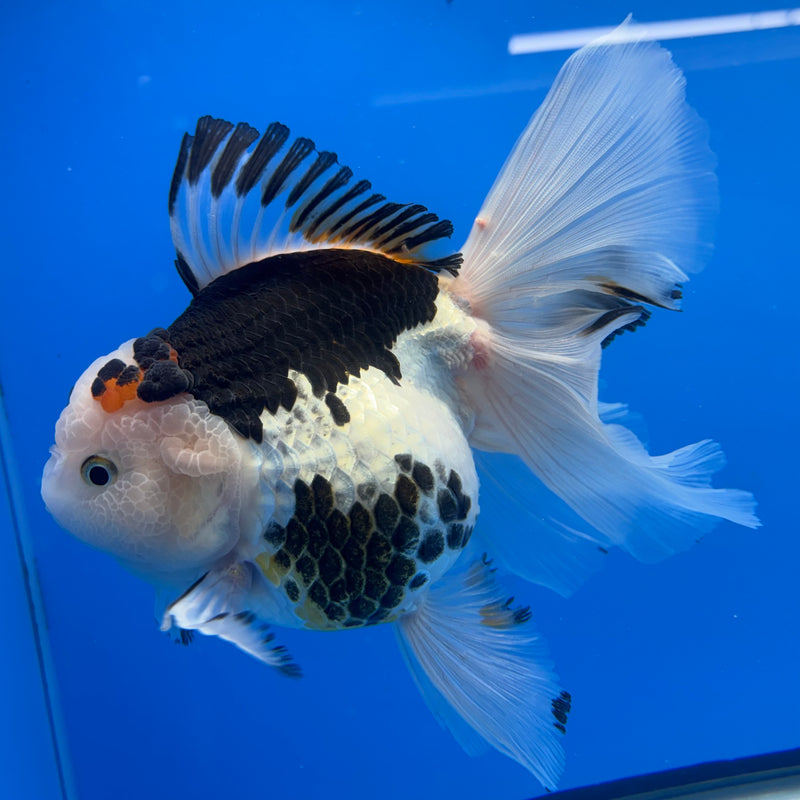 Thai Oranda NOK AA Medium Breed Peacock Tail Tri-Color 4” Body Female(CK-801)R1A08