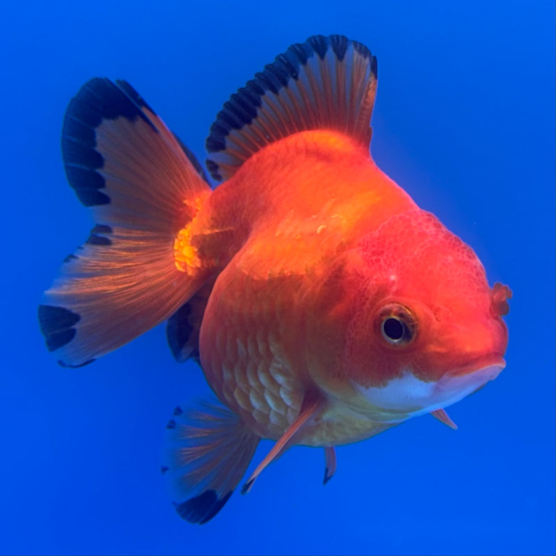 Thai Oranda Apache 2.5” Body Female(CK-731)R1B01