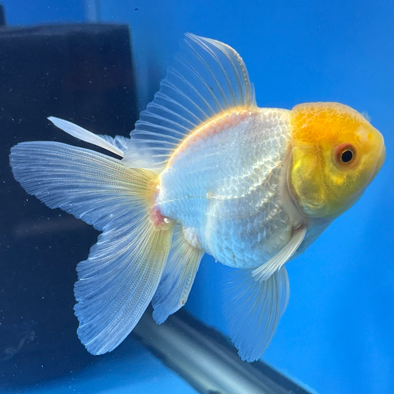 Thai Oranda Lemon Head White 2.5” Body Male(CK-1247)R3B09